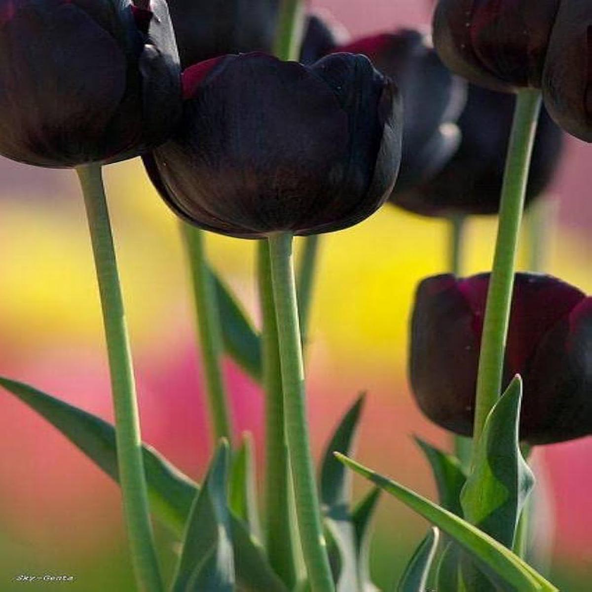 Double Early Tulip Bulbs for Planting Schoo Variety Spring Flower Beds