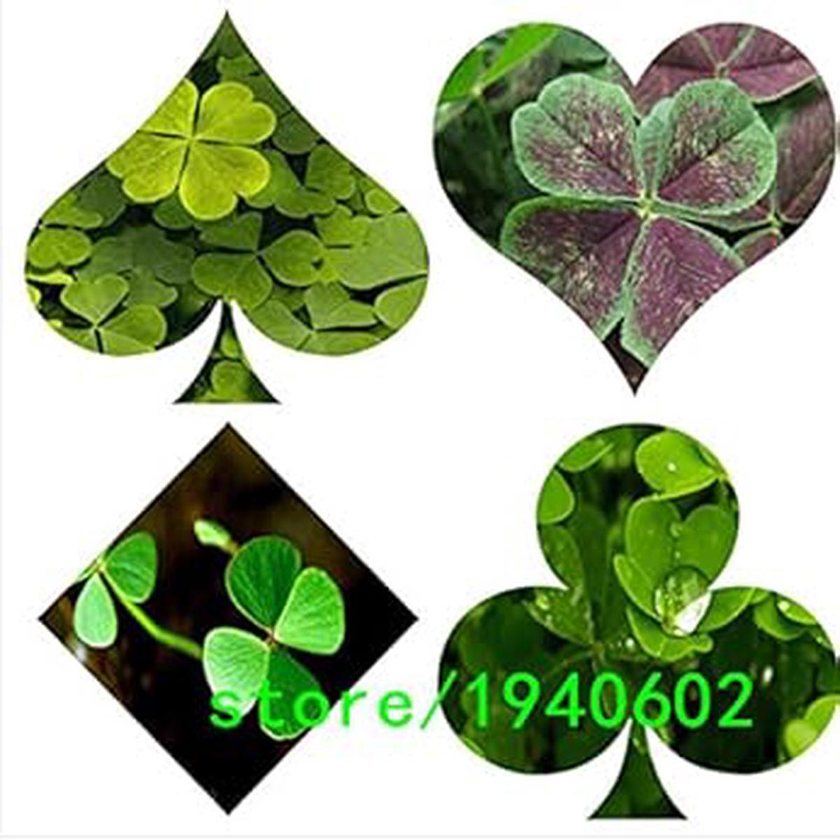 Green Purple Oxalis Corymbosa Flower seeds for Planting – Wildflower Mix, Heirloom & GMO Free Seeds for Home Garden