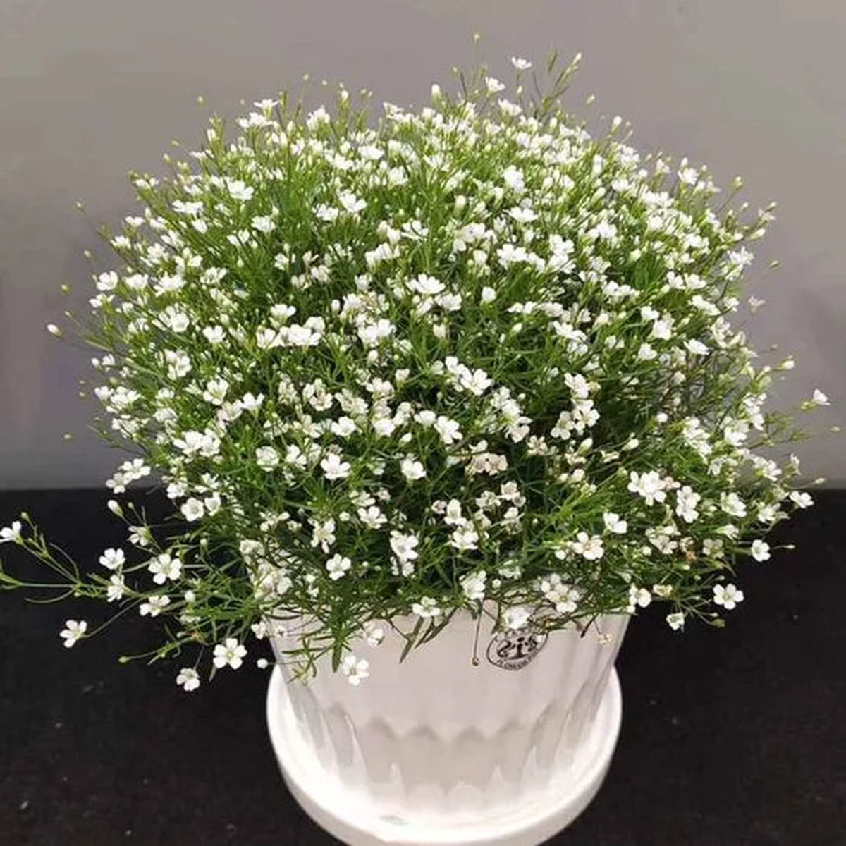 Gypsophila Muralis Gypsy Annual Herb Flower  Heirloom, Non-GMO, High Germination Organic Garden Seeds