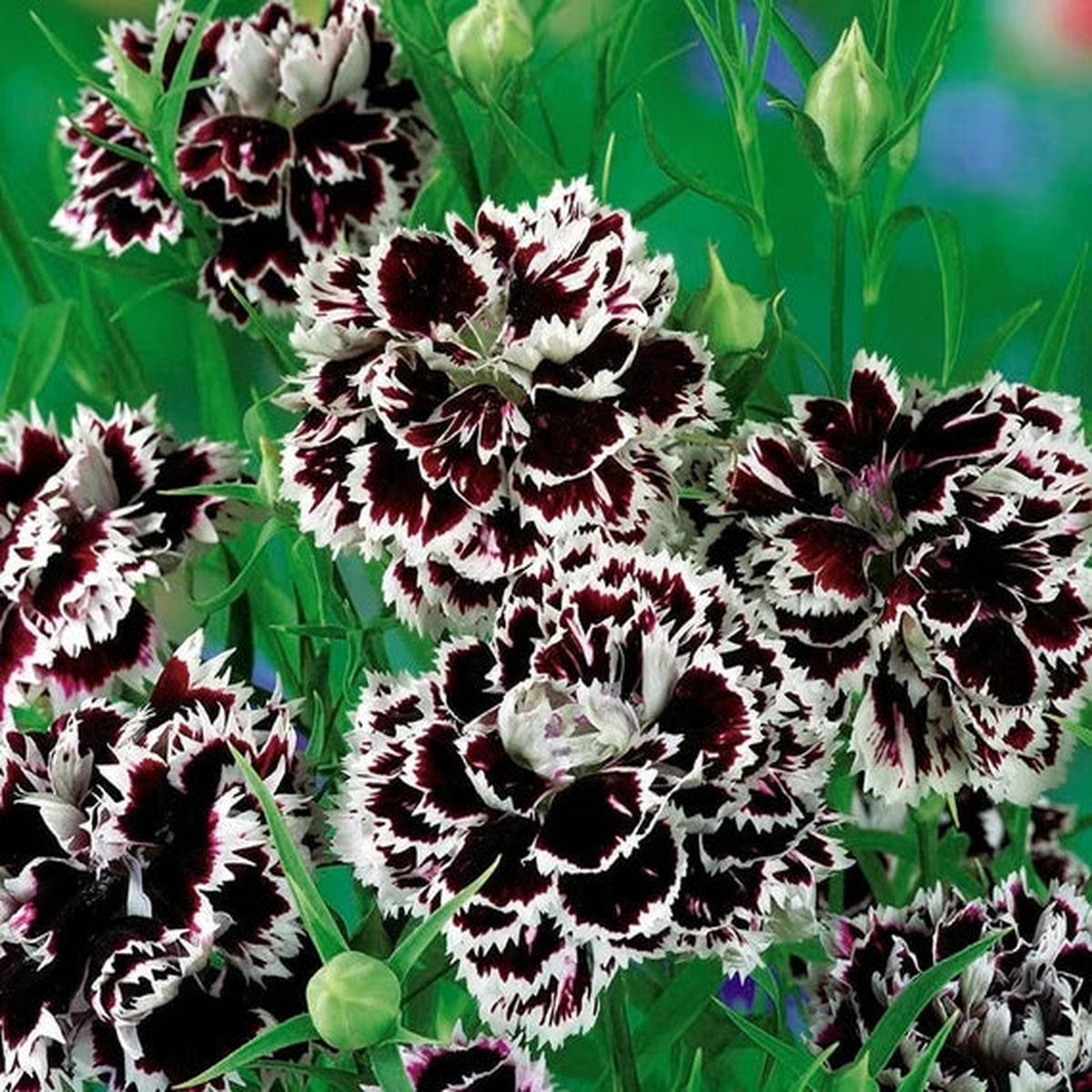 Heirloom Non-GMO Carnation Flower Seeds for Planting  Fragrant Blooms, High Germination Organic Garden Seeds