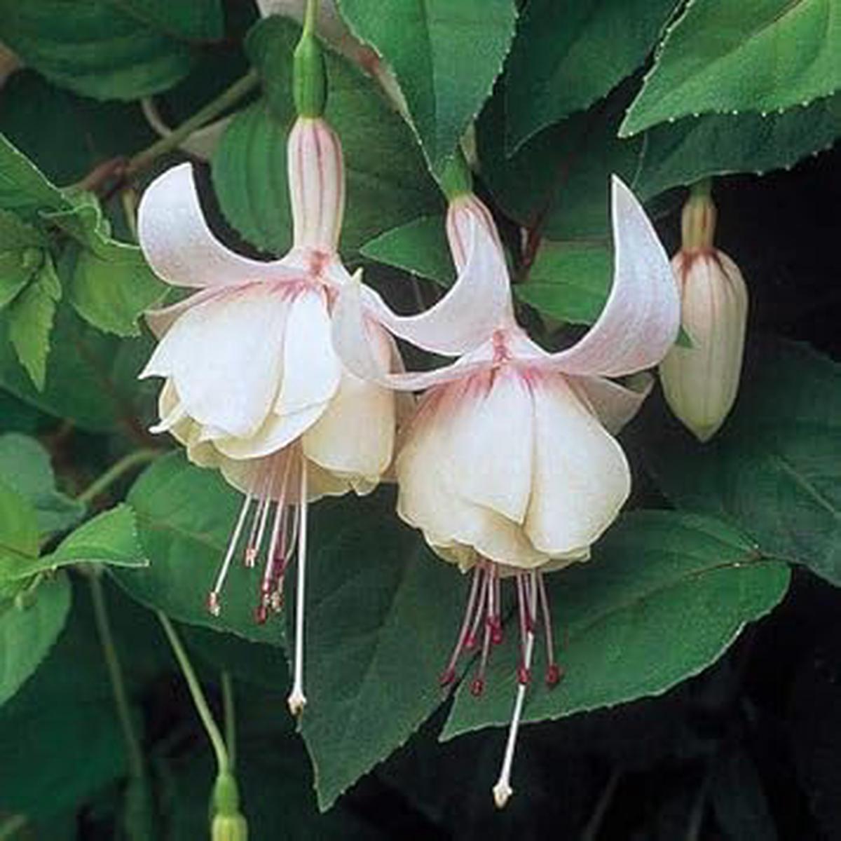 Heirloom Non-GMO Cream Red Double Petals Fuchsia Flower Seeds for Planting Elegant Organic Garden Blooms