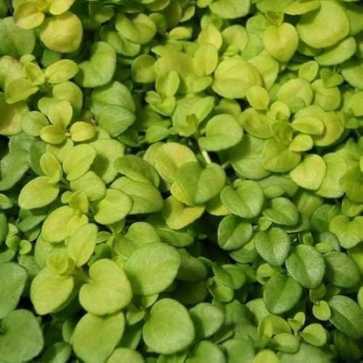 Heirloom Non-GMO Green Veronica Repens Plant Seeds for Planting High Germination Organic Garden Seeds