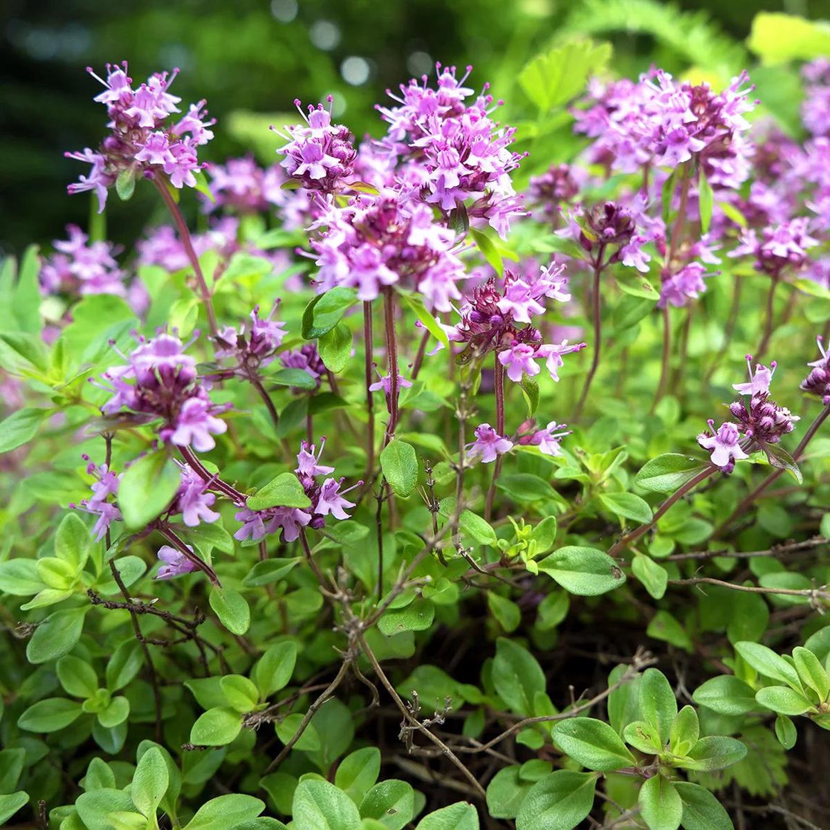 Heirloom Non-GMO Pink Creeping Thyme Plant Seeds  Fragrant Ground Cover for Garden