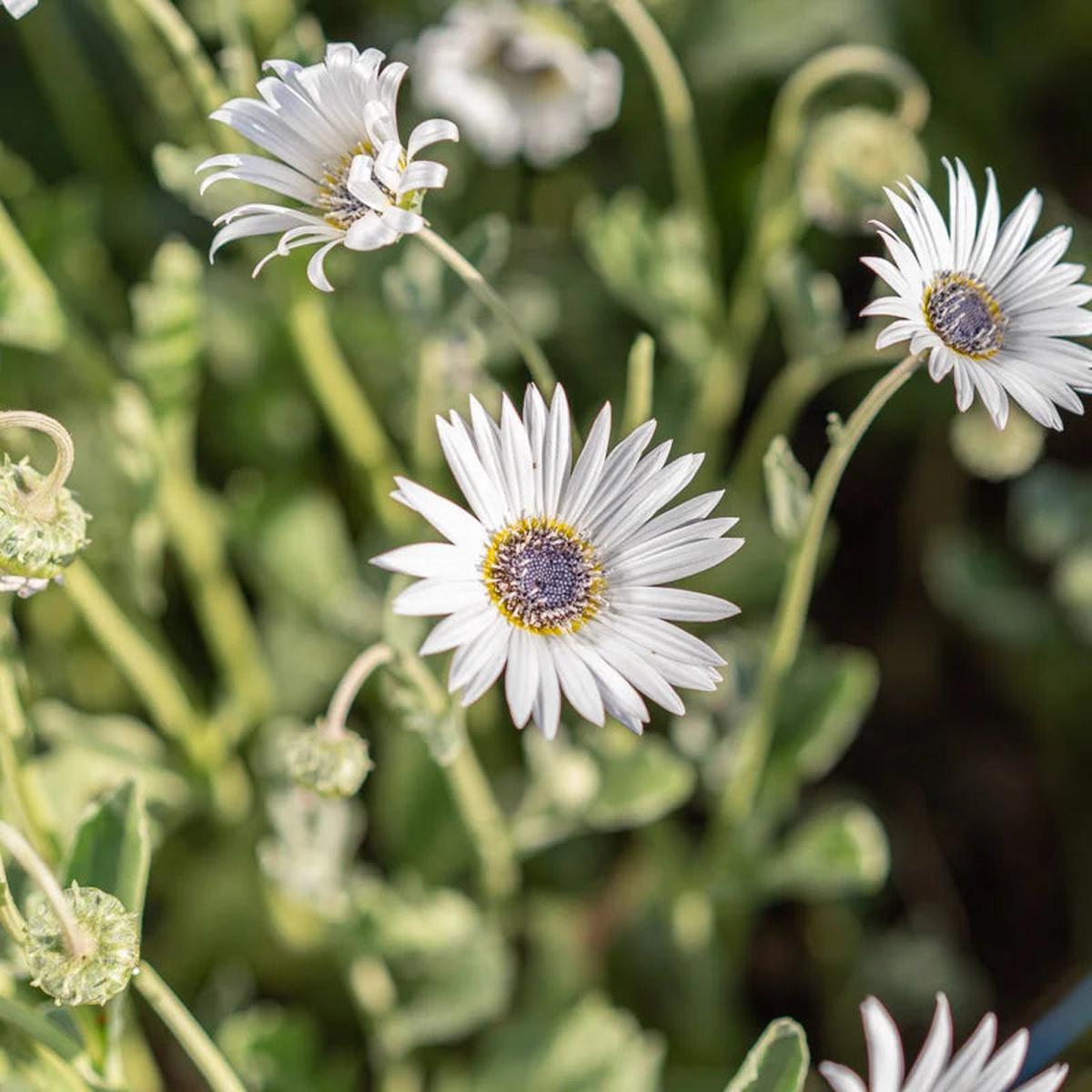 Heirloom Non-GMO White Arctotis Flower Seeds for Elegant Garden Displays and Outdoor Planting