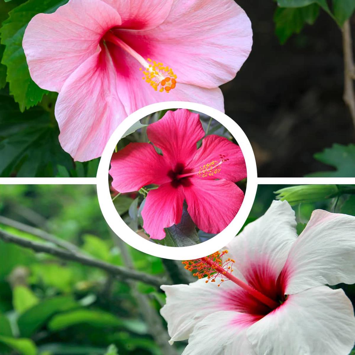 Hibiscus Hibiscus Rosa-Sinensis Mixed Flower Seeds for Planting