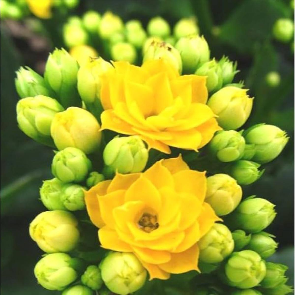 Kalanchoe Bonsai Flower Seeds for Planting for Home Garden and Indoor Decoration