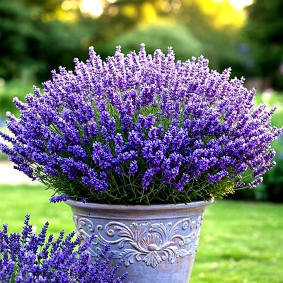 LAVENDER VERA SEEDS PERENNIAL SPRING MOSQUITO PEST REPELLENT  Heirloom, Non-GMO, Drought-Tolerant, Perennial