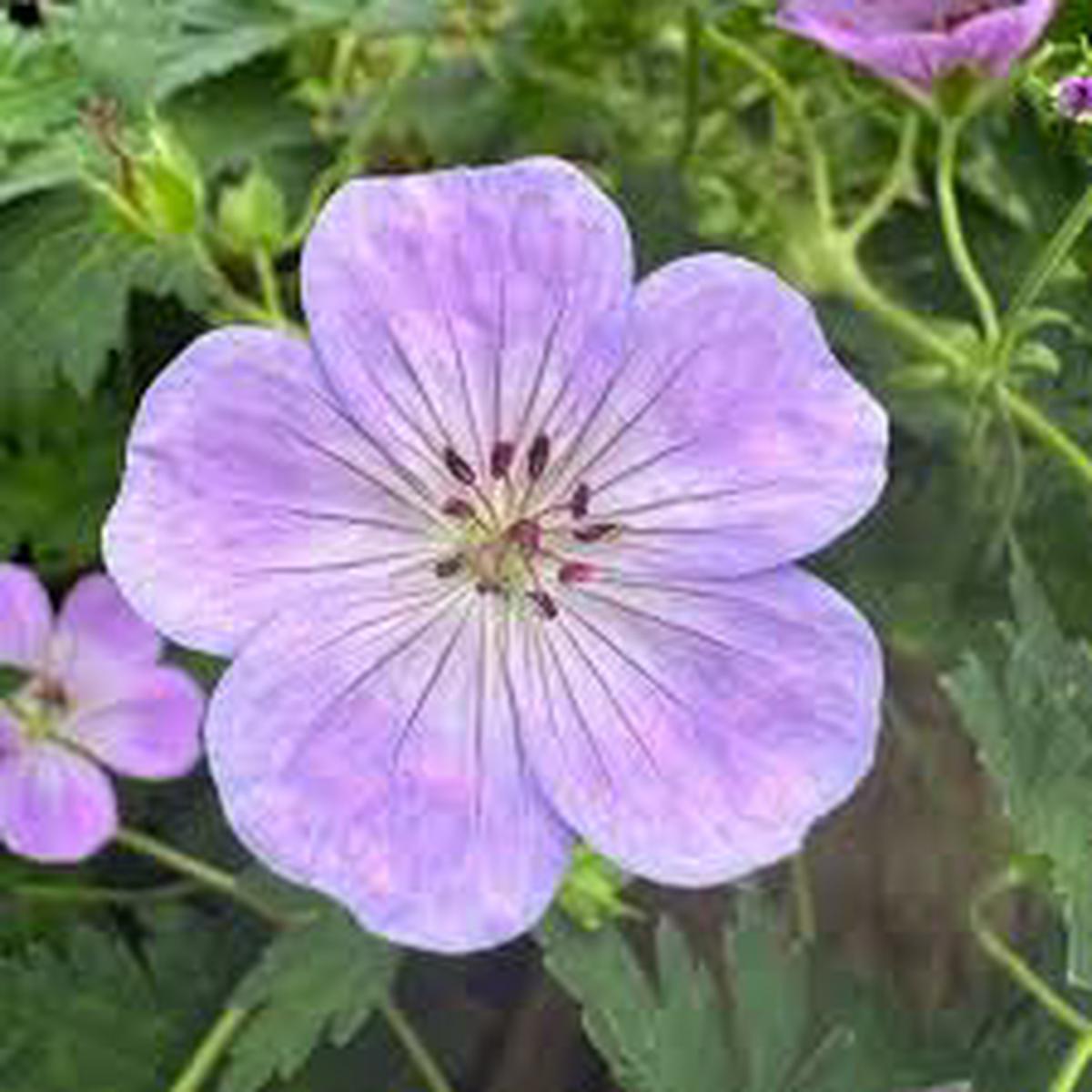 Light Lavender Geranium Flower Seeds for Planting Heirloom, Non-GMO, High Germination Organic Garden Seeds