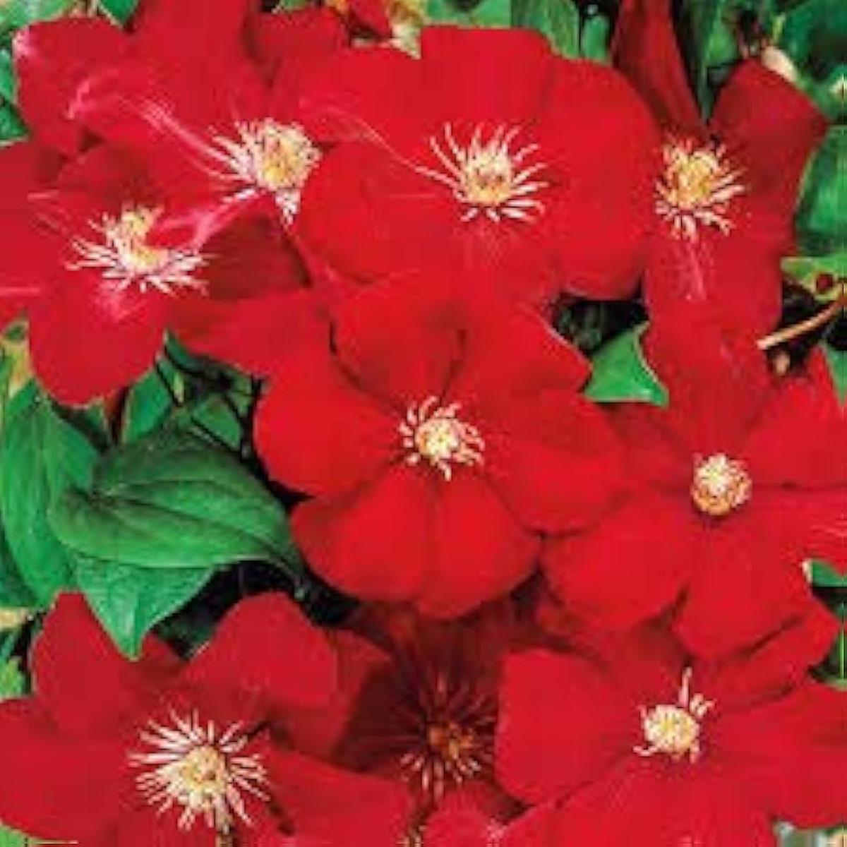 Light Red Clematis Flower Seeds for Planting  Heirloom, Non-GMO, High Germination Vibrant Climbing Vine Seeds