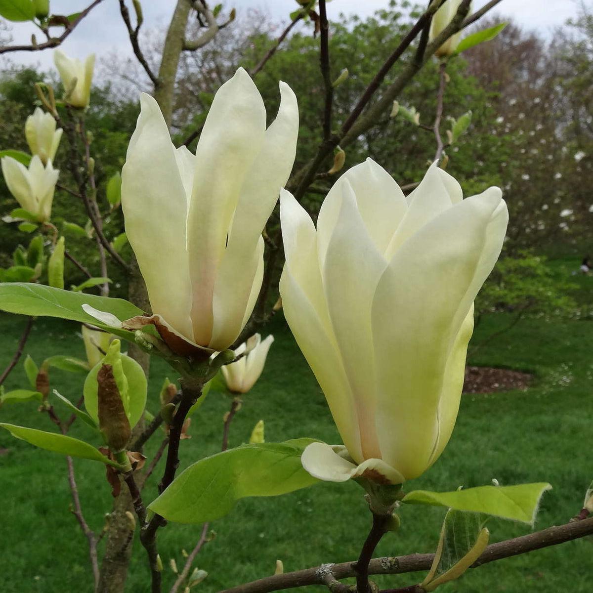 Light Yellow Yulan Flower seeds for Planting – Low Maintenance, Heirloom & GMO Free Seeds for Home Garden
