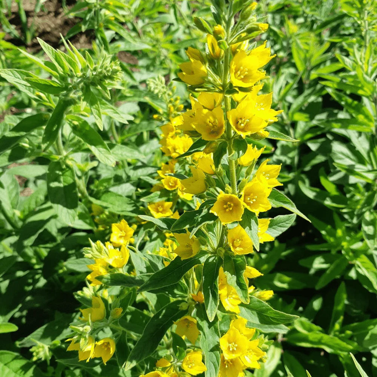 Lysimachia Punctata Yellow Seeds  Organic, Heirloom, Non-GMO Seeds for Planting