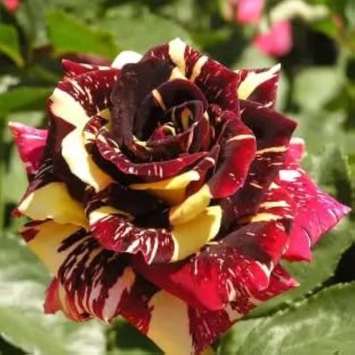 Marron Cream Rose Flower seeds for Planting Cut Flower Favorite Heirloom & GMO Free Seeds for Home Garden Sale