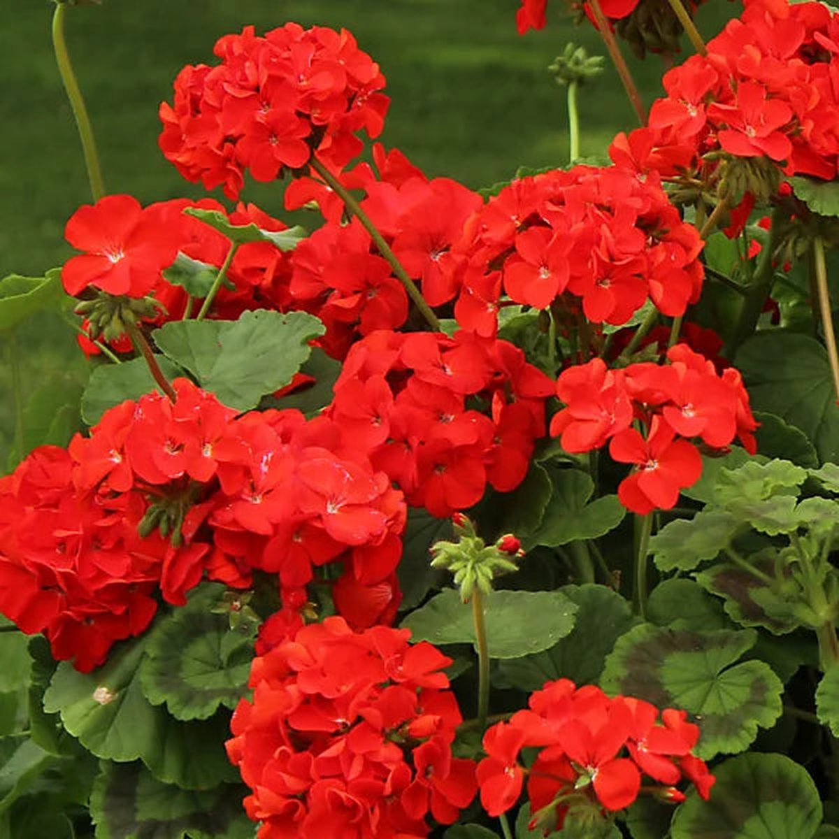 Maverick Scarlet Flower seeds for Planting Hardy Variety Heirloom & GMO Free Seeds for Home Garden