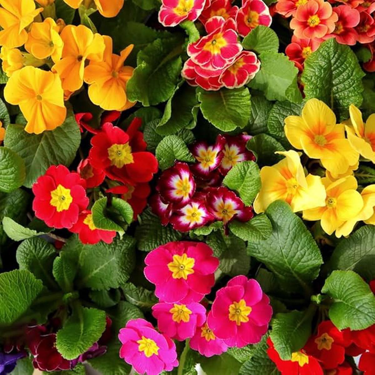 Mixed Malacoides Flower Seeds for Planting Heirloom, Non-GMO, High Germination Organic Garden Seeds