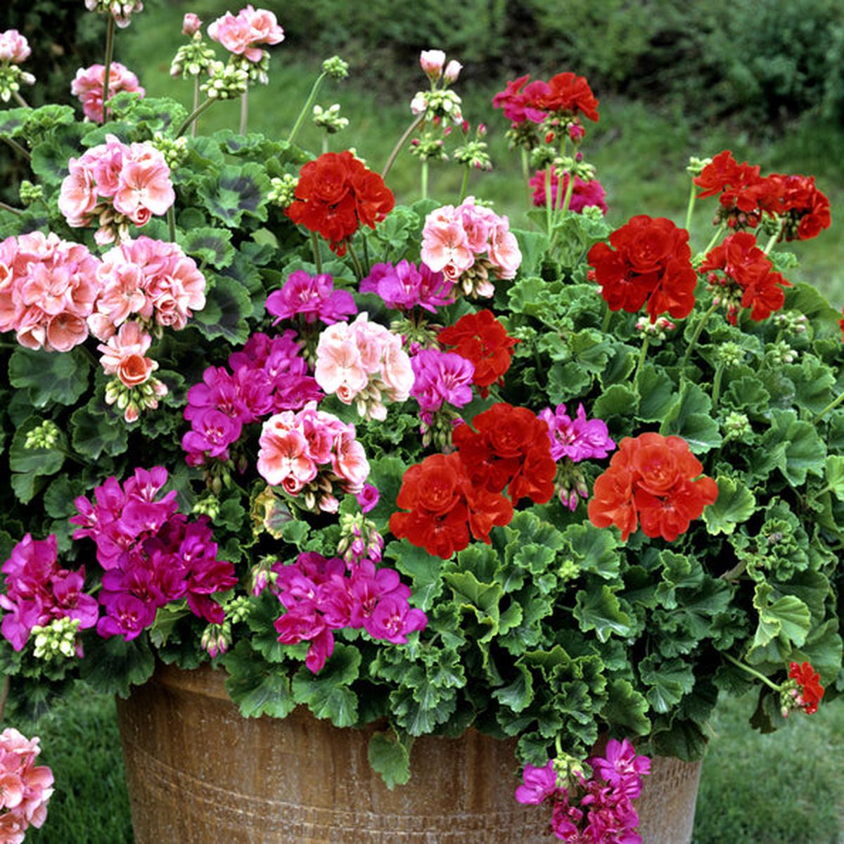 Mixed Pelargonium Flower Seeds for Planting Heirloom, Non-GMO, High Germination Organic Garden Seeds