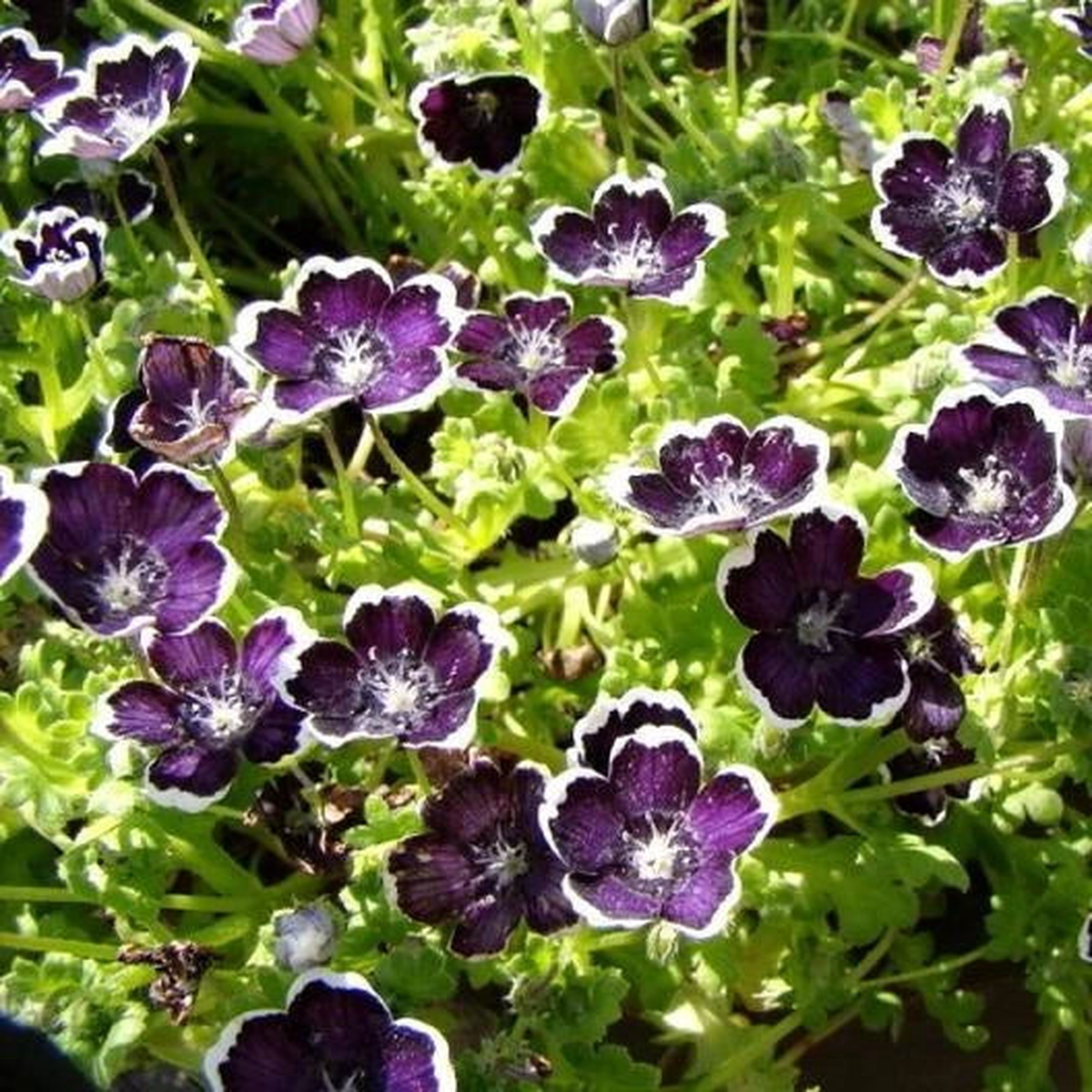 Nemophila PENNY BLACK Purple Baby Black Eyes Short Seeds  Heirloom, Non-GMO, High Germination Organic Garden Seeds