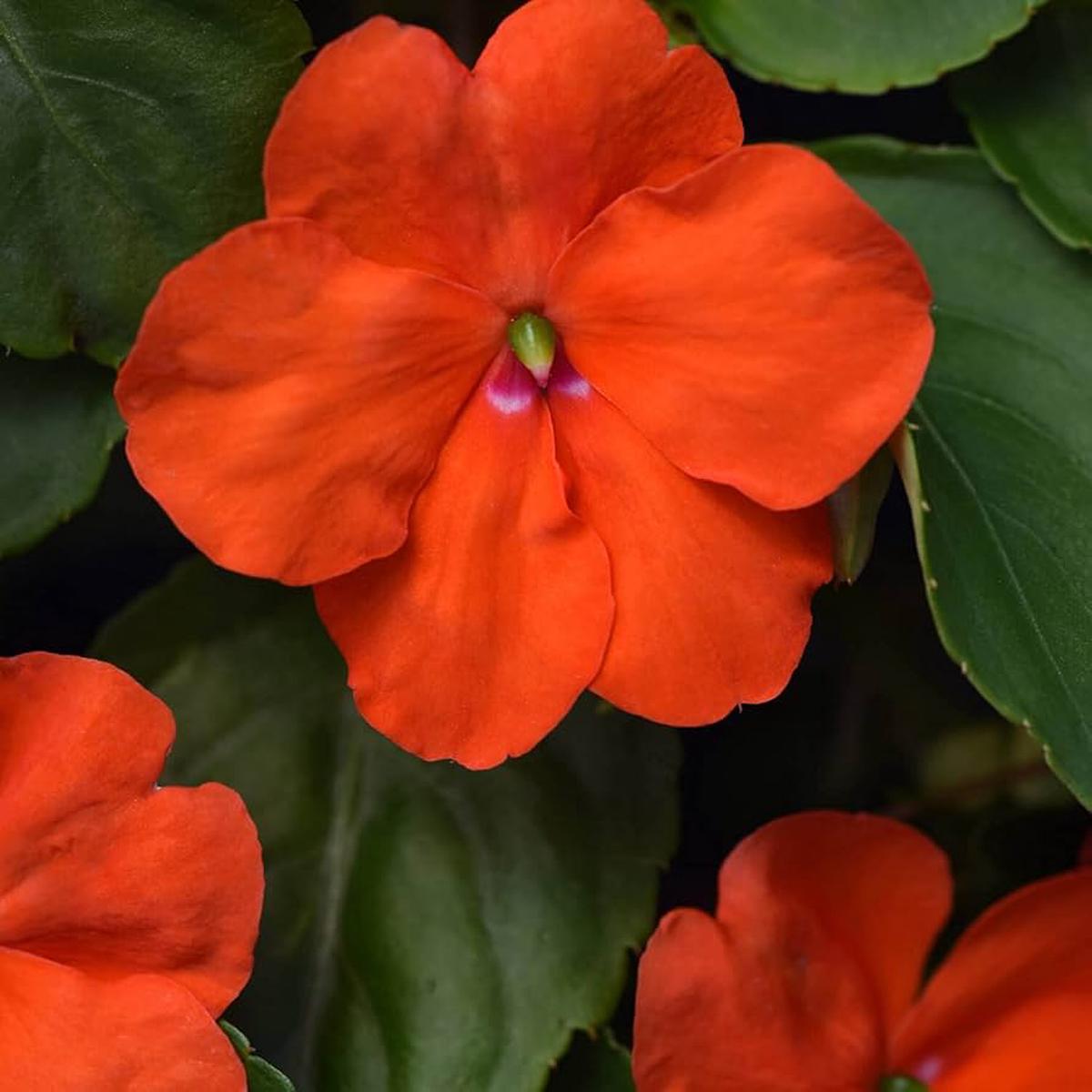 Orange Impatiens Flower Seeds for Planting Heirloom, Non-GMO, High Germination Organic Garden Seeds