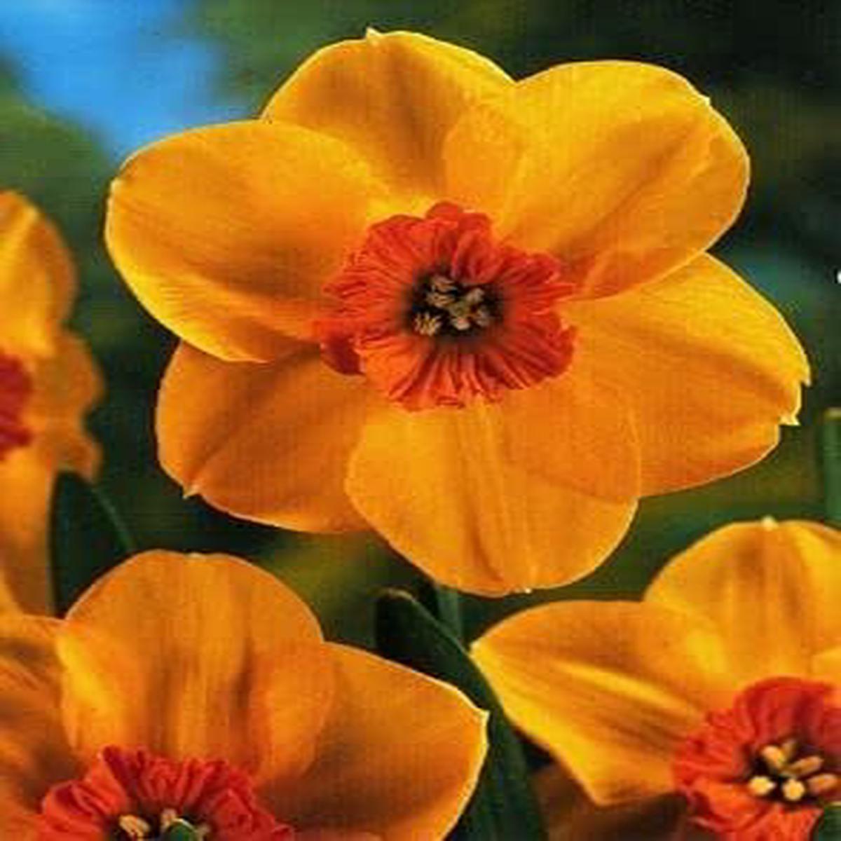 Orange & Red Daffodil Seeds Heirloom Non-GMO Organic Garden Seeds for Planting, High Germination Spring Blooms
