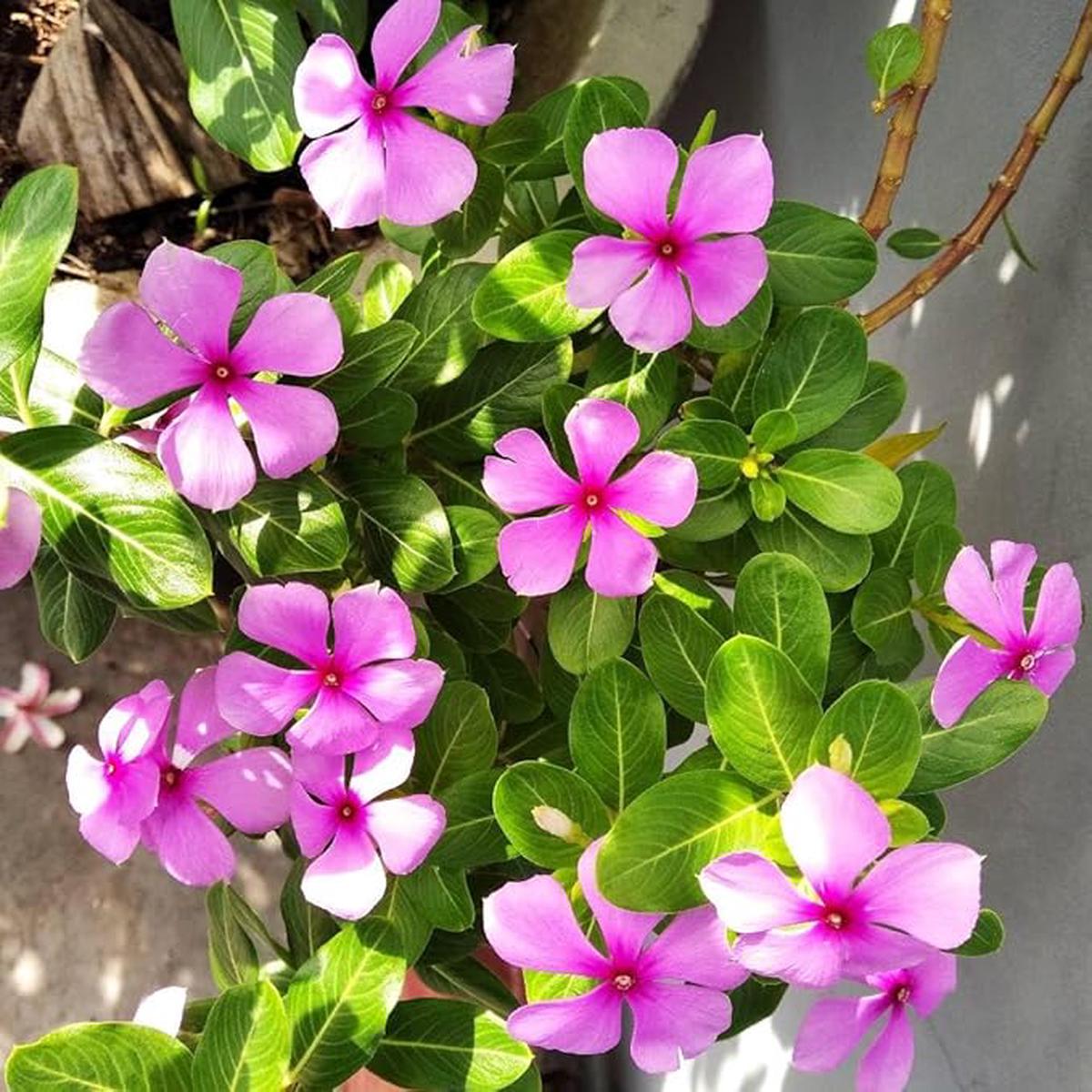 Organic Heirloom Non-GMO Vinca Seeds for Planting  Fresh Vibrant Garden Blooms