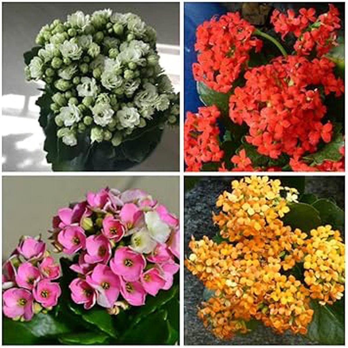 Organic Multi-Color Kalanchoe Flower Seeds for Planting Heirloom, Non-GMO