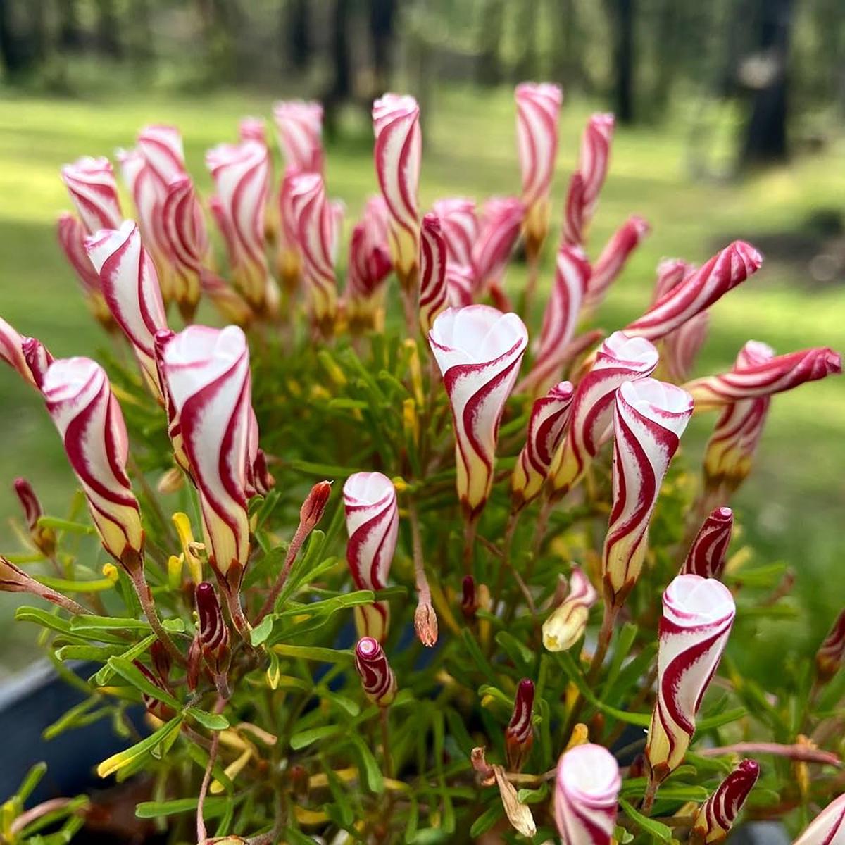 Oxalis White Red Flower Seeds for Planting  Heirloom, Non-GMO, High Germination Organic Garden Seeds