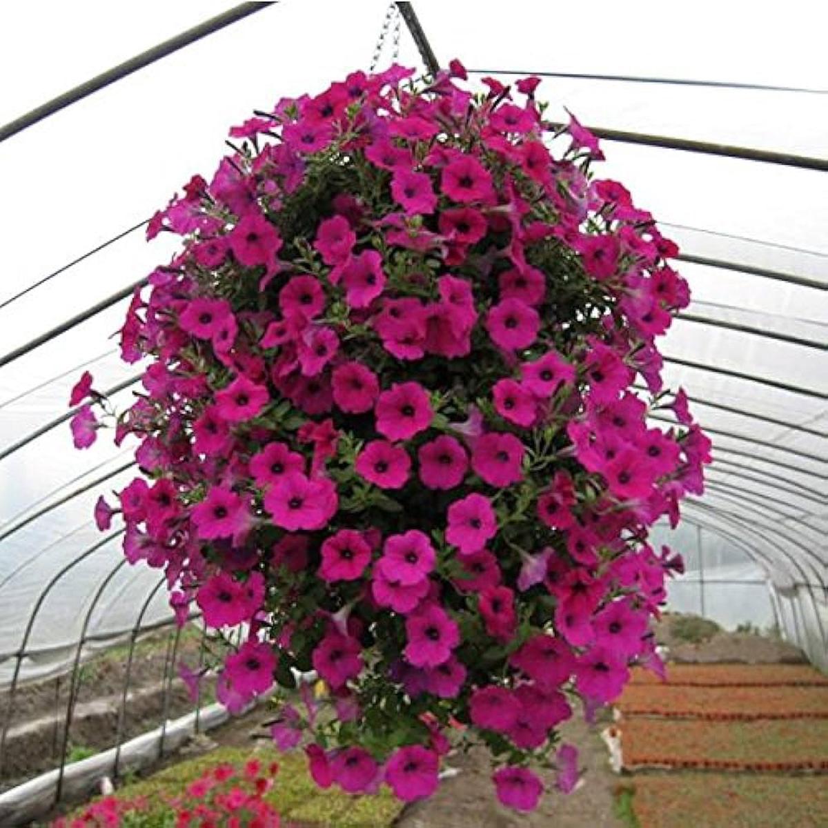 Petunia Freedom Summer Seeds for Planting Flower Pots City Gardens