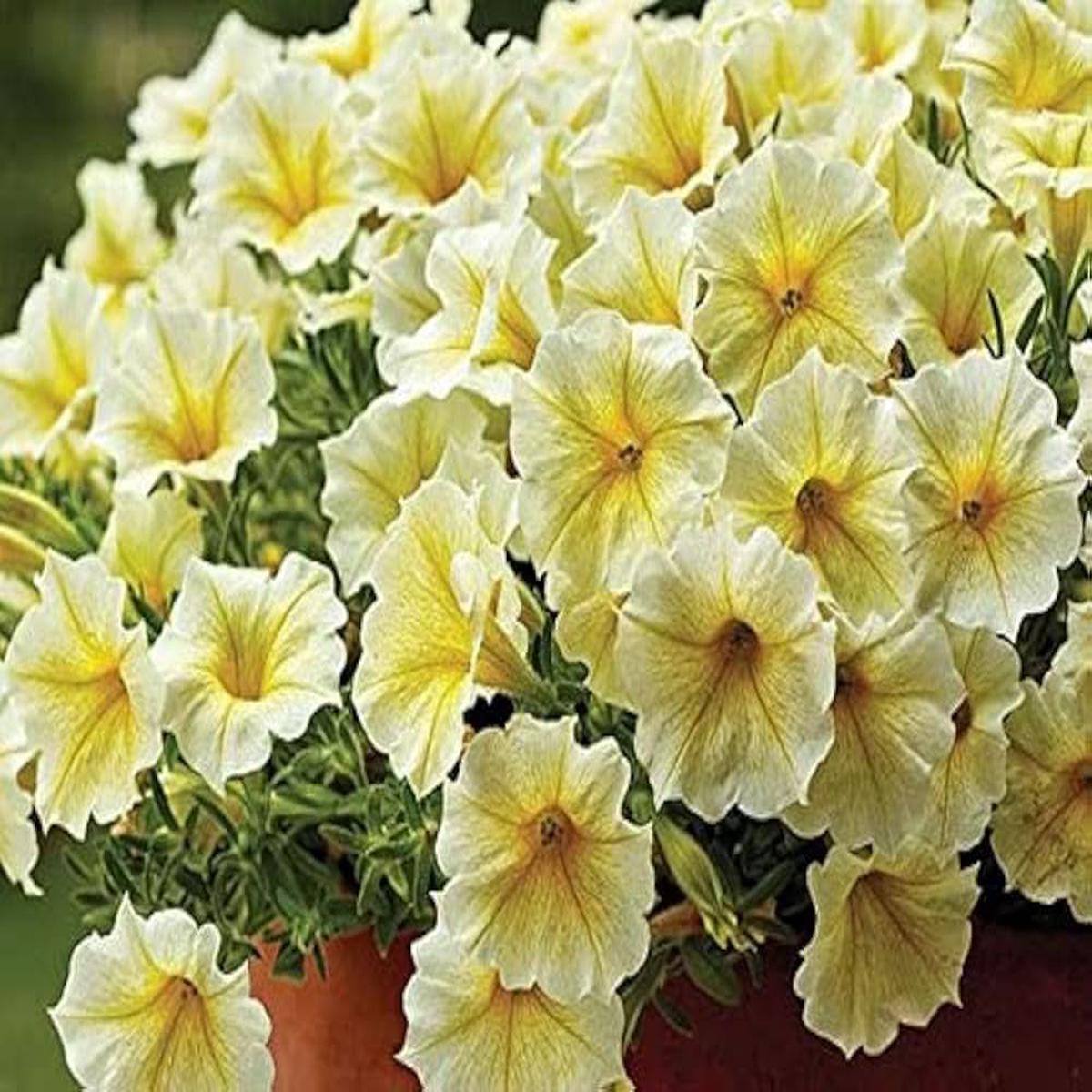 Petunia Lemon Slice Superbells Calibrachoa Light Yellow Plant Seeds