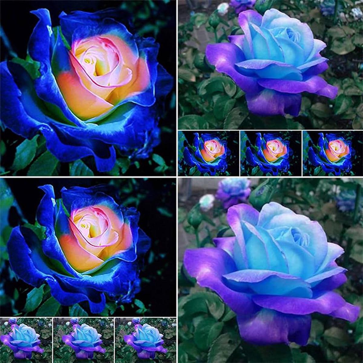 Pink Blue Bush Flower Bonsai Seeds for Planting Balcony Garden Decor
