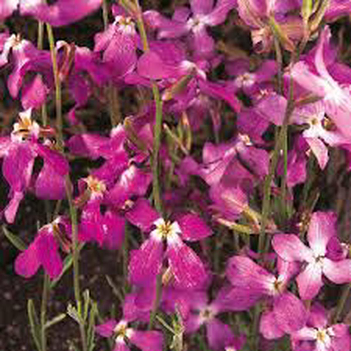 Pink EveningScented Flower Seeds for Planting Garden Favorite Heirloom & GMO Free Seeds for Home Garden Sale