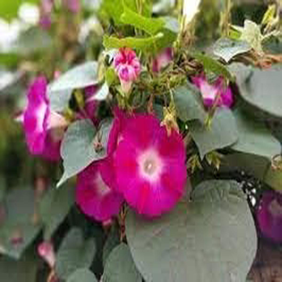 Pink Gardenia Flower Seeds for Planting  Heirloom, Non-GMO, Organic BloomsPink Gardenia Flower Seeds for Planting  Heirloom, Non-GMO, High Germination Organic Garden Blooms