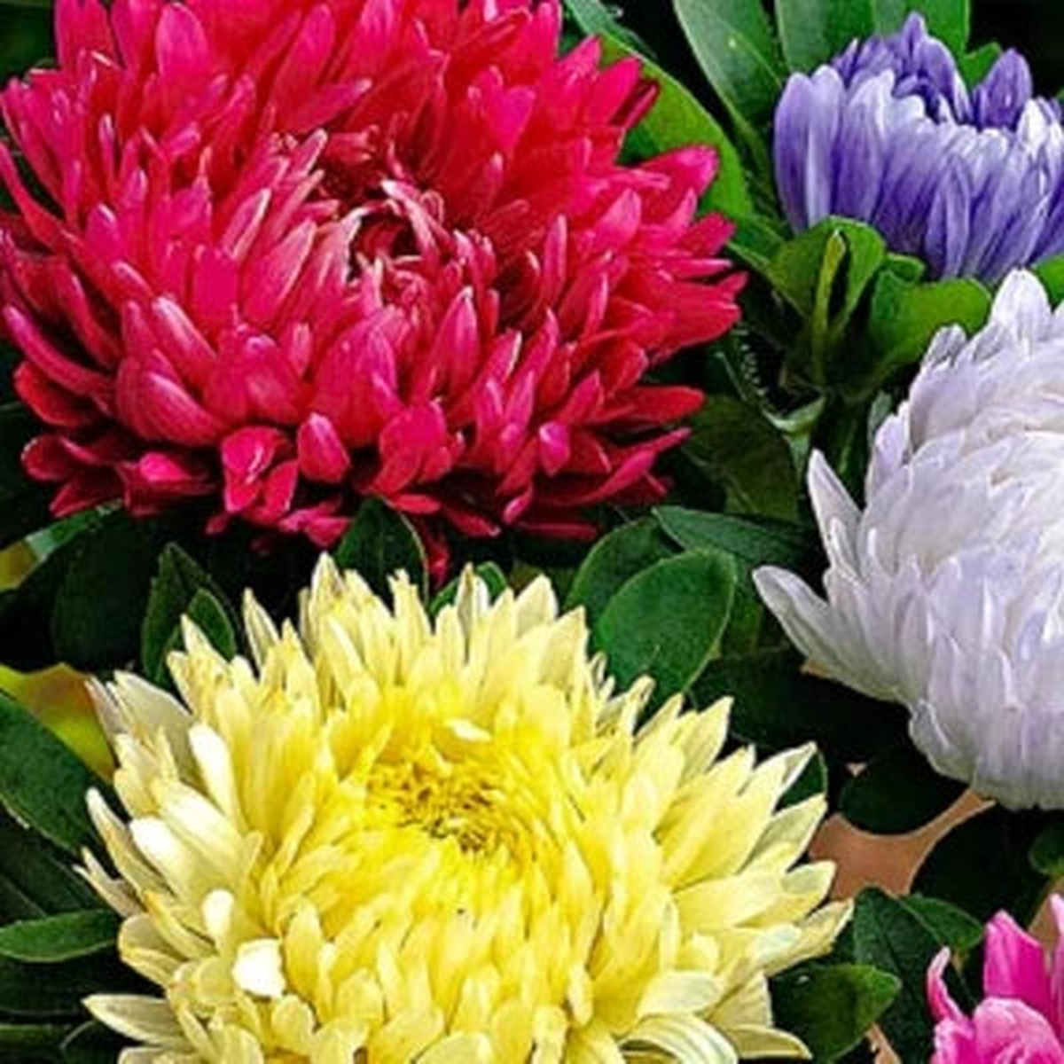 Powderpuff Mix Aster Seeds for Planting NON-GMO Heirloom Fresh Flower Seeds for Planting