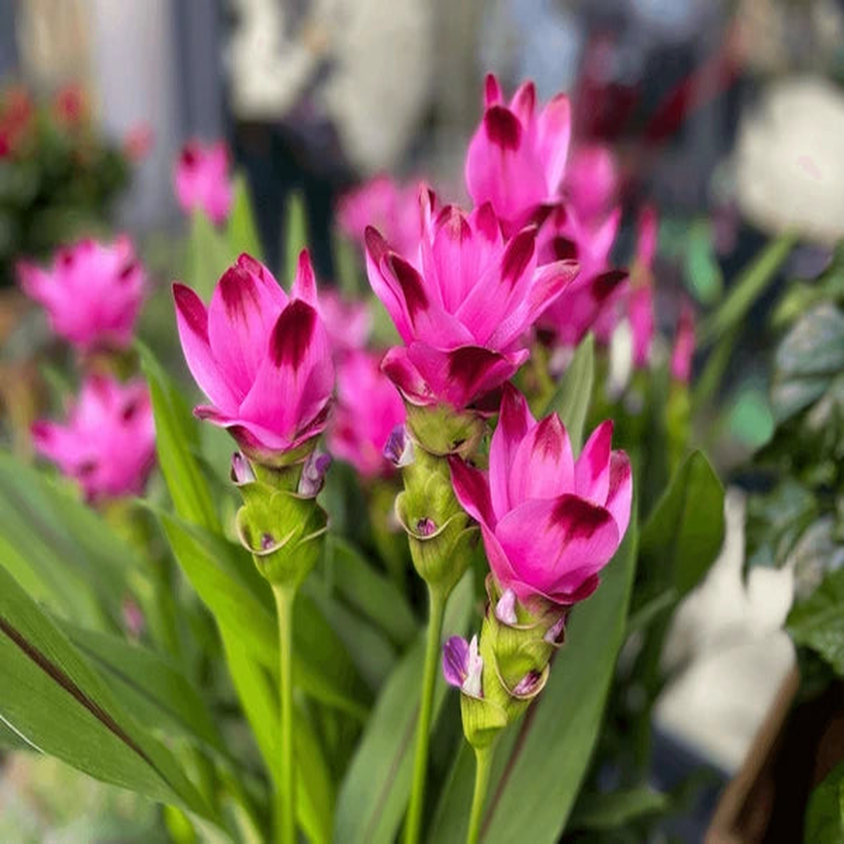 Purple Alismatifolia Flower Seeds for Planting Garden Favorite Heirloom & GMO Free Seeds for Home Garden Sale