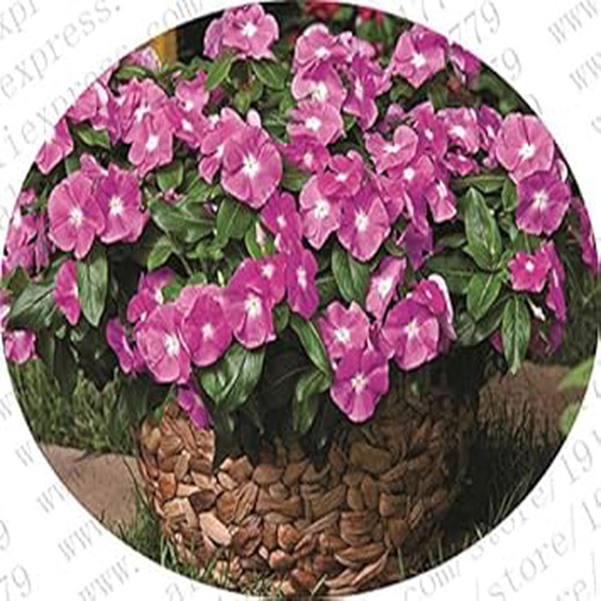 Purple Vinca Periwinkle Flower seeds for Planting – Premium Quality, Heirloom & GMO Free Seeds for Home Garden