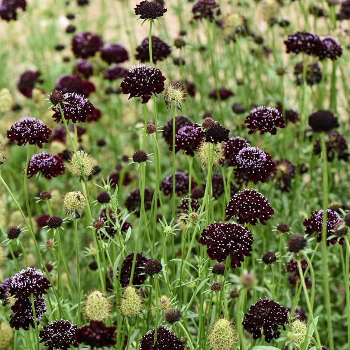 Queen Anne’s lace flower Daucus carota Gothic black heirloom seeds for planting in decorative floral gardens