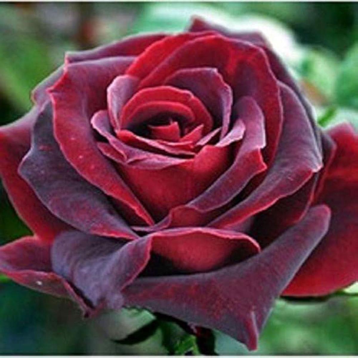 Rare Rose Flower Seeds (Rosa spp.) for Bonsai and Garden Ornamental Planting