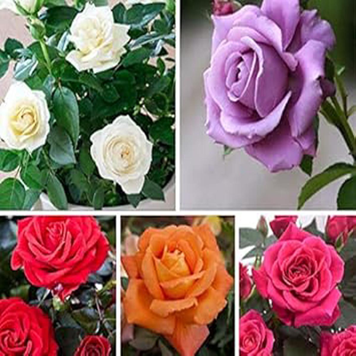 Rose Flower Seeds Mixed Colors for Planting  Heirloom Non-GMO High Germination Organic Garden Seeds