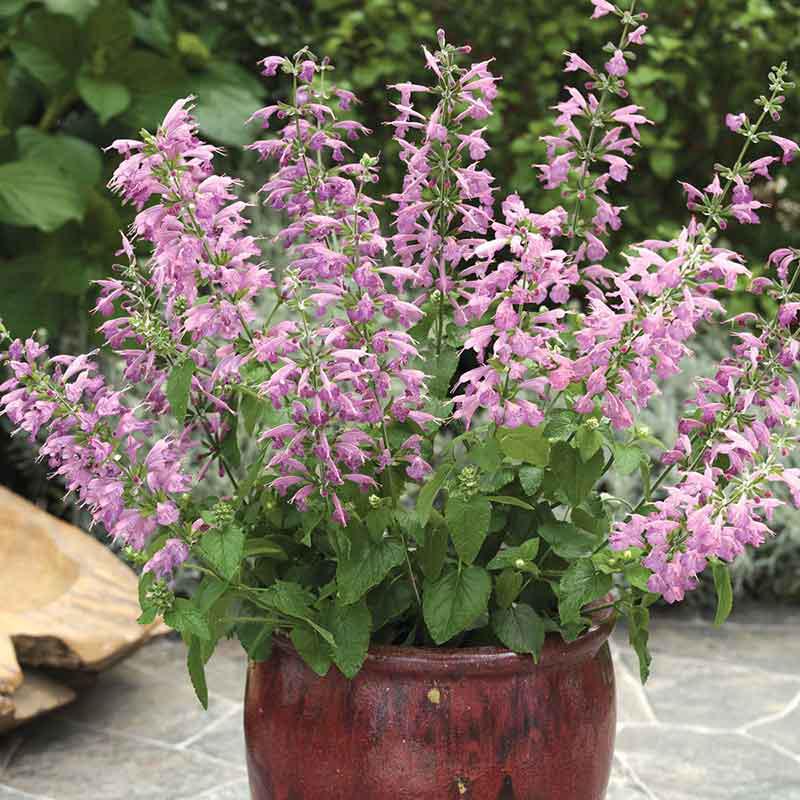 Sage Seeds – Summer Jewel Lavender