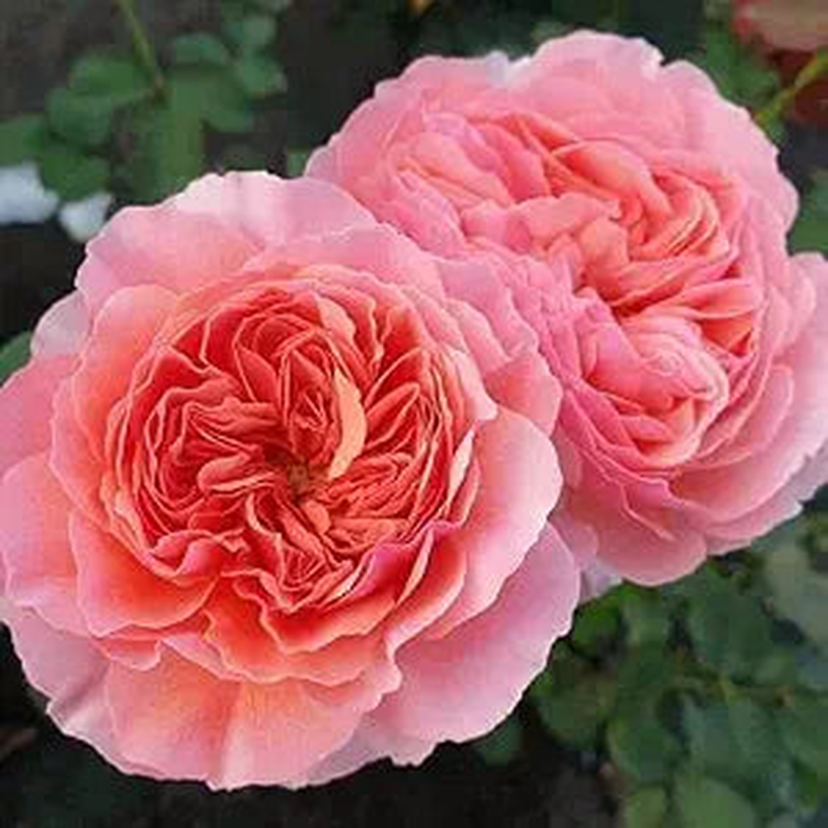 Salmon Giant Hollyhock Seeds for Tall, Elegant Salmon Blooms