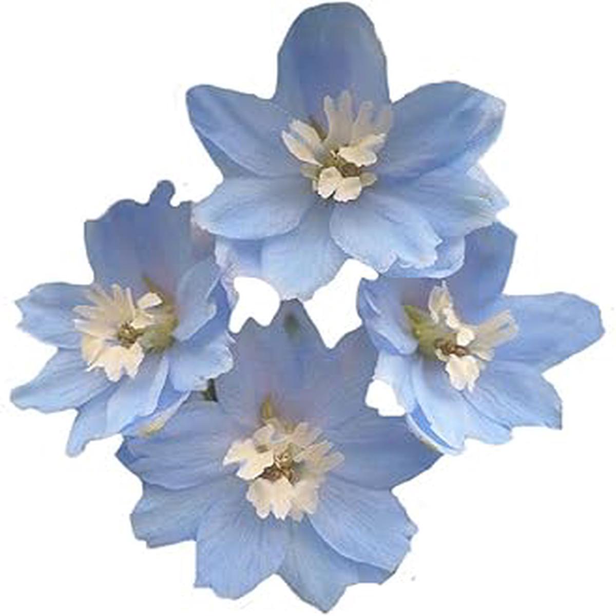 Sky Blue Dendrobium Flower Seeds  Heirloom, Non-GMO, High Germination, Organic Garden Seeds for Indoor & Outdoor Planting