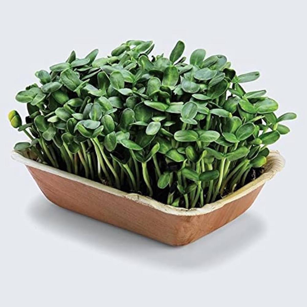 Sunflower Microgreens Flower Seeds for Planting Heirloom Non-GMO High Germination Organic Garden Seeds