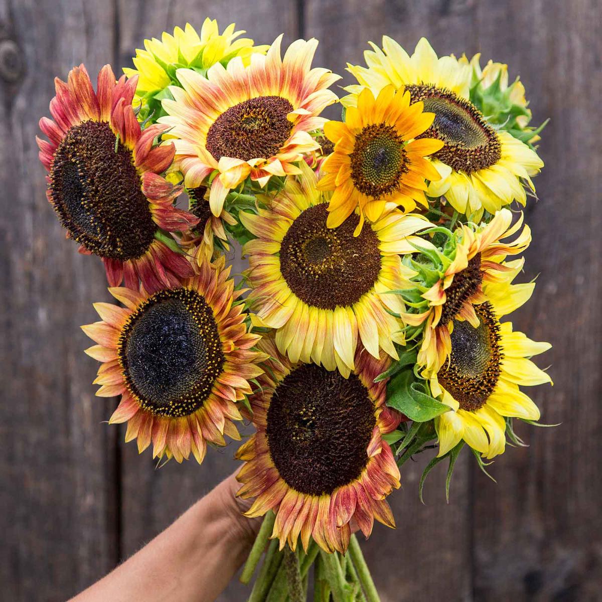 Sunflower Seeds (Organic) – Evening Colors
