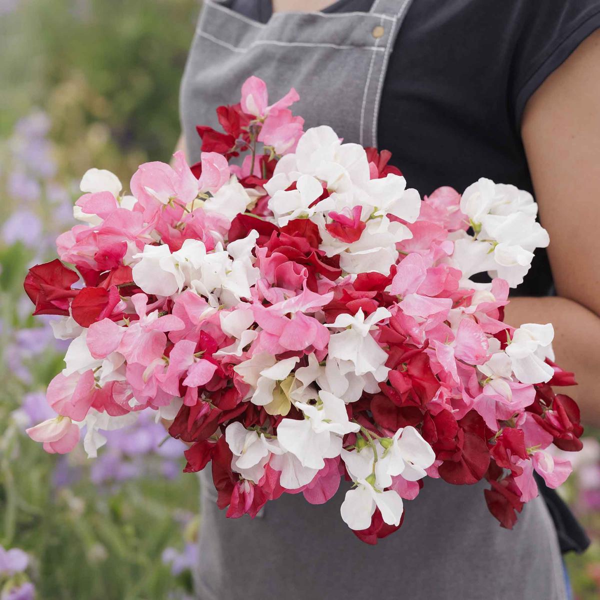 Sweet Pea Seeds (Dwarf) – Little Sweetheart Mix