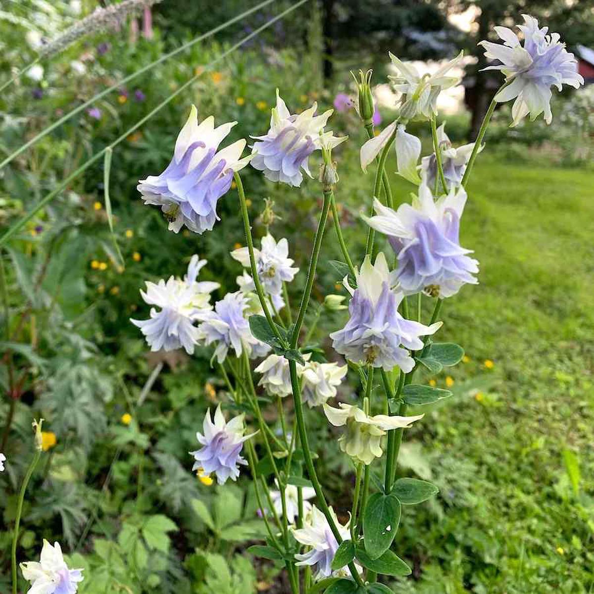 Tower Columbine Flower Seeds for Planting  Perfect for Borders, Heirloom, Non-GMO, High Germination Organic Garden Seeds