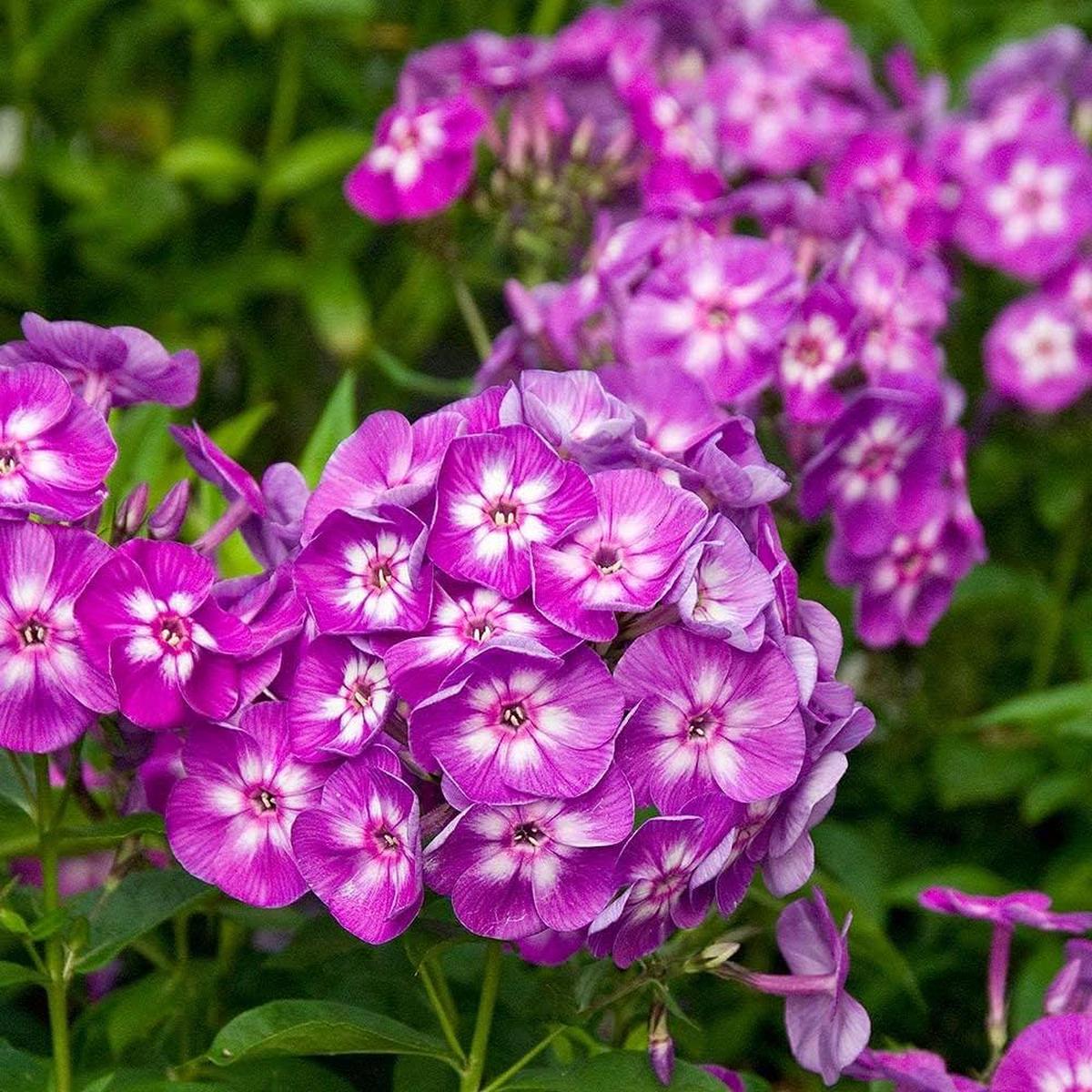 Violet Phlox (Phlox paniculata) Flower Seeds for Planting  Heirloom, Non-GMO, Easy to Grow, Perennial