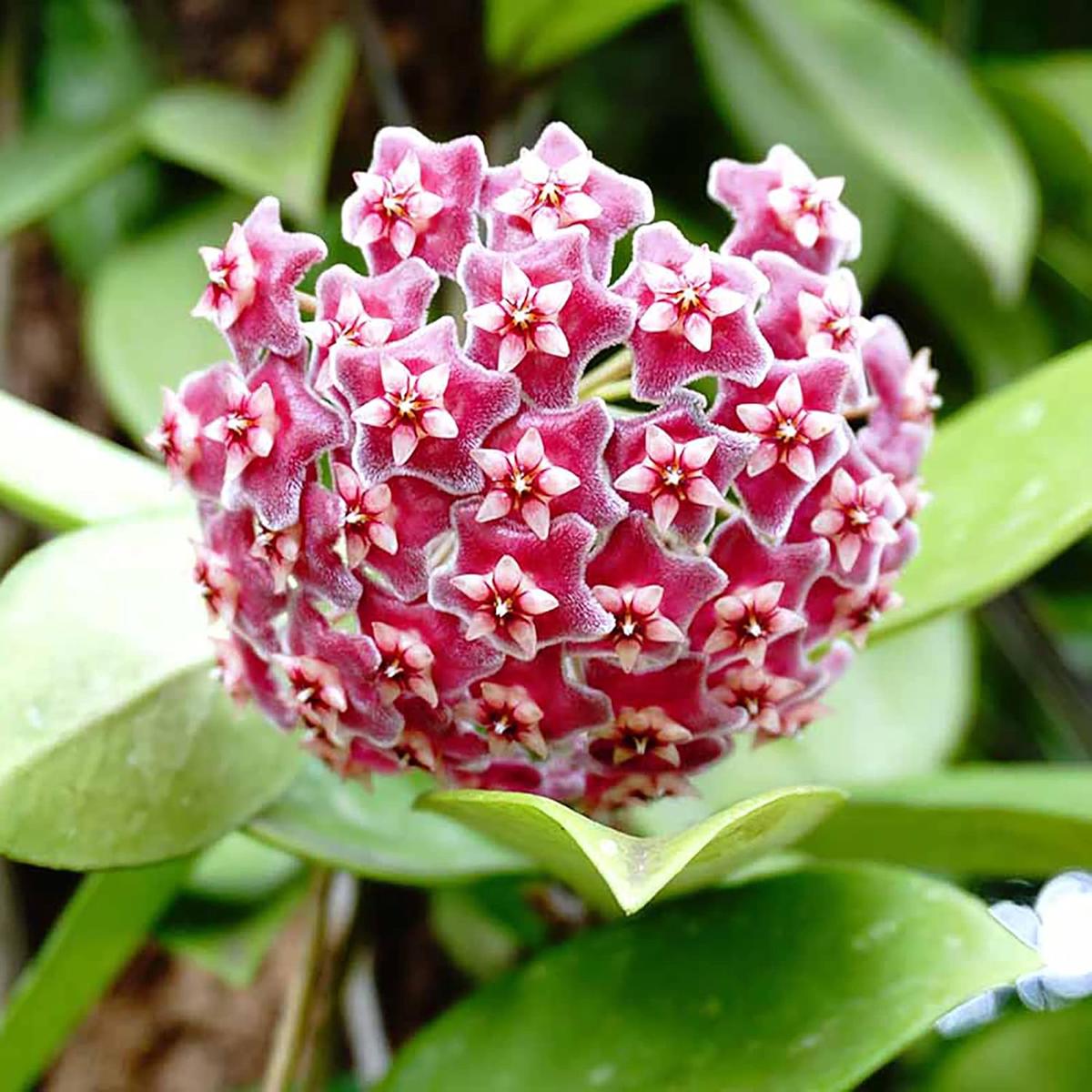 Wax Flower Seeds for Planting | Heirloom Non-GMO Organic Garden Seeds