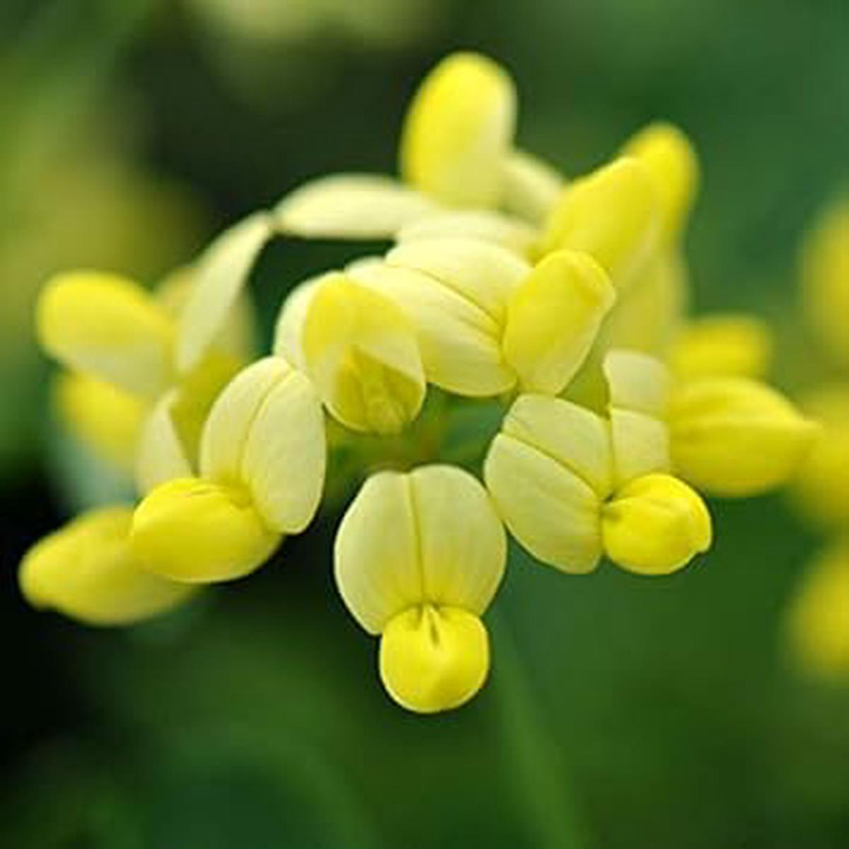 Yellow Coronilla Flower Seeds for Planting | Heirloom Non-GMO High Germination