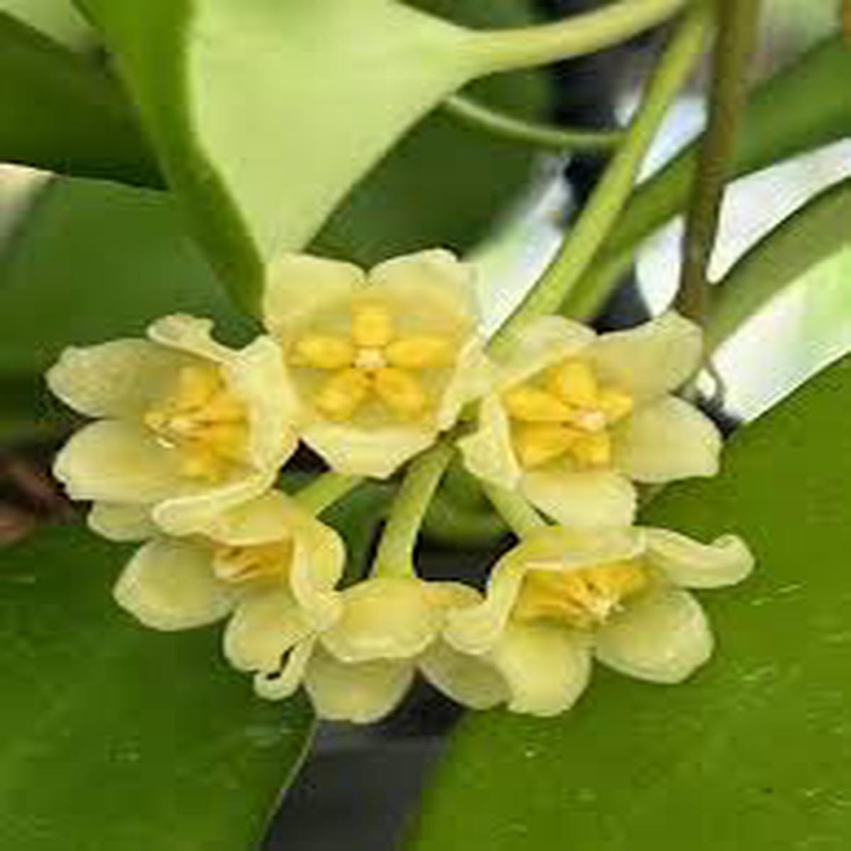 Yellow Hoya Carnosa Flower Seeds for Planting  Heirloom Non-GMO Organic Garden Seeds