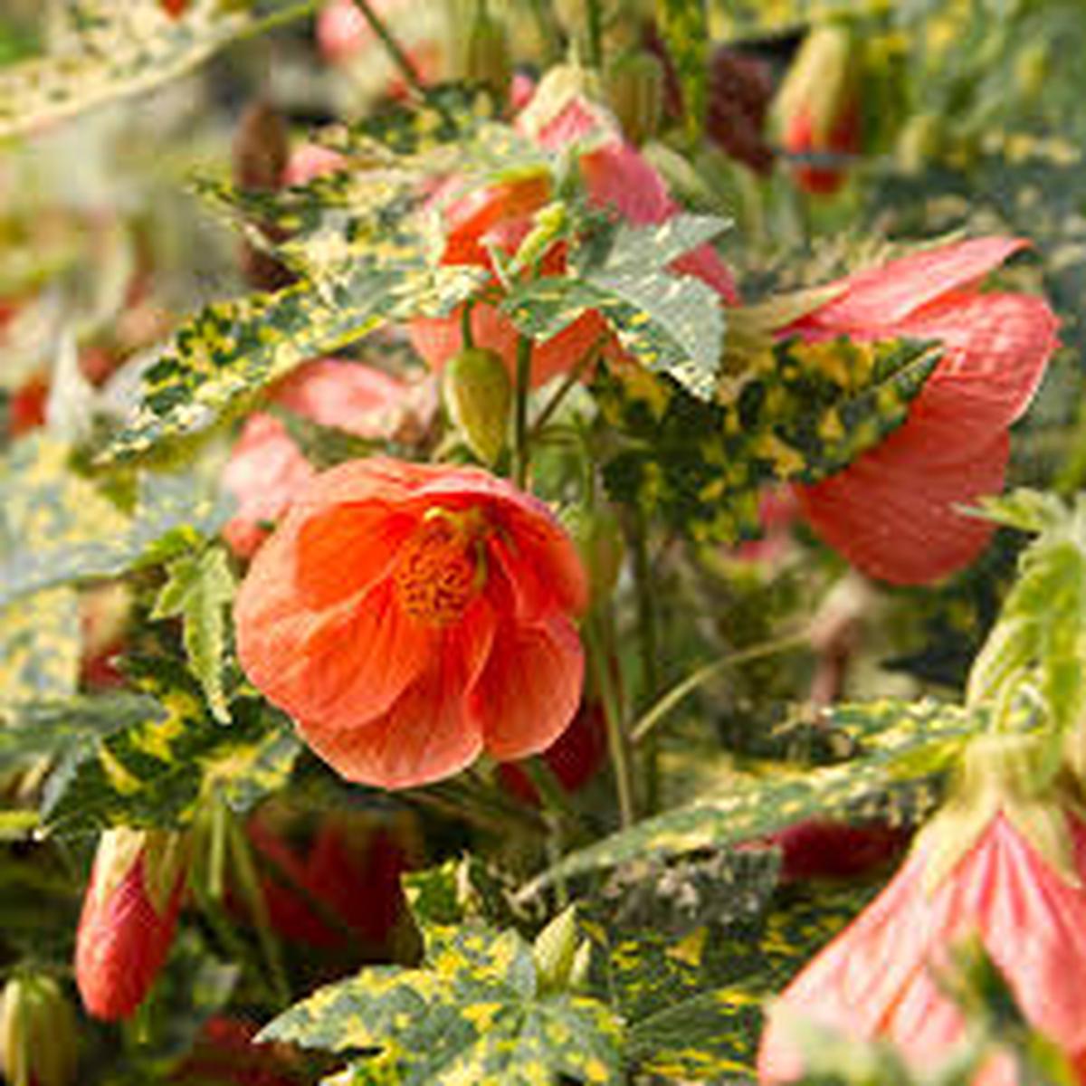Yellow Red Abutilon Striatum Flower Seeds for Garden Planting