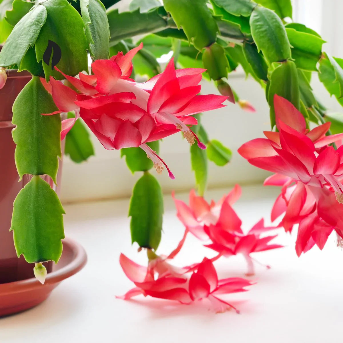 Zygocactus Schlumbergera Flower Seeds for Planting Heirloom, Non-GMO, High Germination Garden Seeds