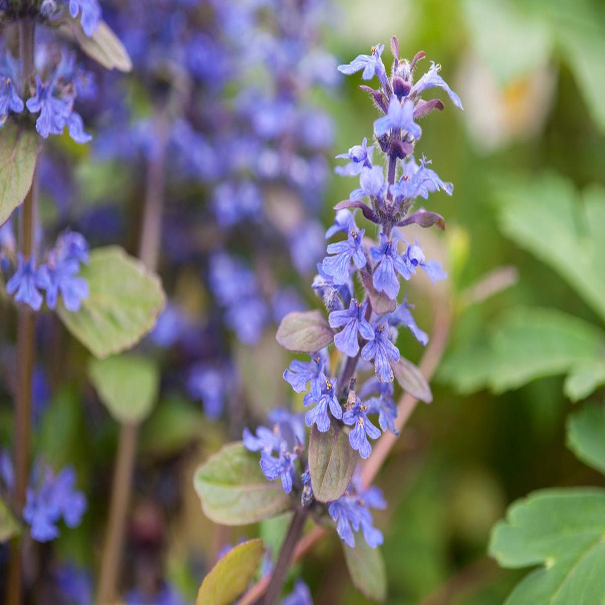 Ajuga Reptans Flower Seeds for Planting  Heirloom Non-GMO, High Germination Organic Garden Seeds